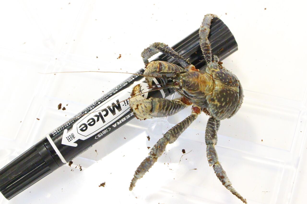 新入荷 いろいろです 爬虫類クラブj 横須賀店ブログ