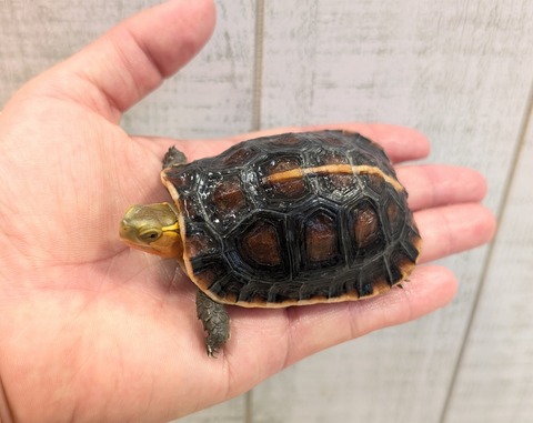 PXL_20250502_105756336~2