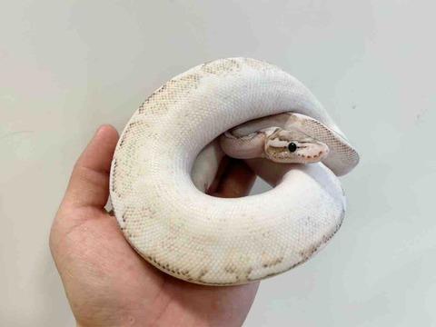 FullSizeRender