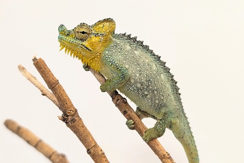 PXL_20250724_082815745~2