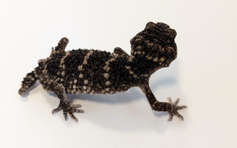 PXL_20251208_055055308~2