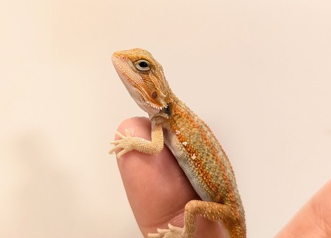 PXL_20250401_093654115~2