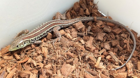 PXL_20250725_104538486~2