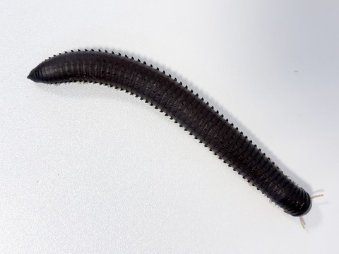 FullSizeRender