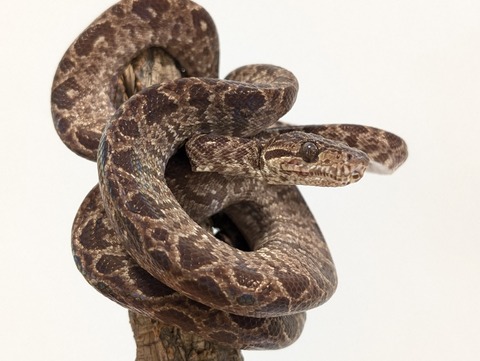 PXL_20250520_082121085