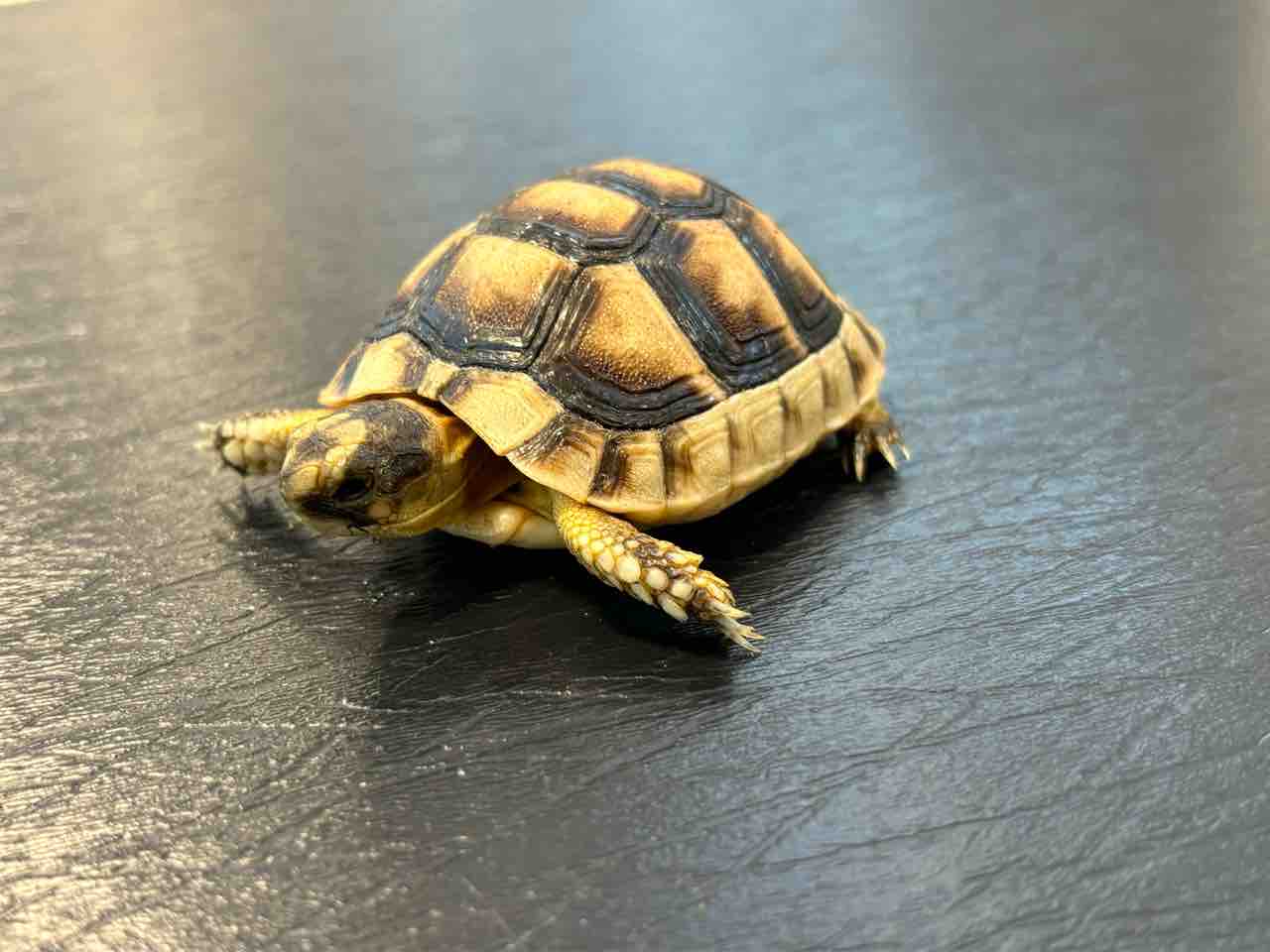 やっと紫外線ライト交換しました。 - ミドリガメの 私は くん