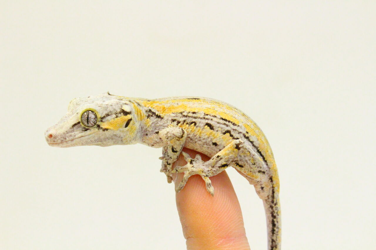 オススメ生体 ガーゴイル ジャイアントゲッコー 爬虫類クラブj 横須賀店ブログ オススメ生体 ガーゴイル ジャイアントゲッコー 爬虫類クラブj 横須賀店ブログ