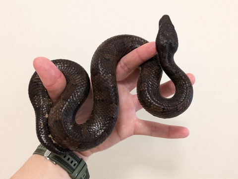 PXL_20250628_054338630~2