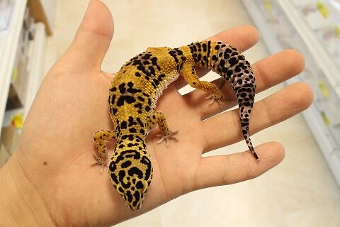 オススメ生体 レオパ 爬虫類クラブj 横須賀店ブログ