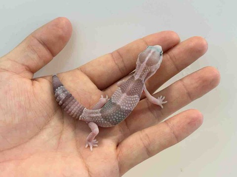 FullSizeRender