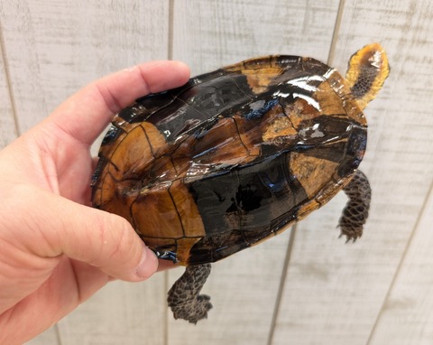 PXL_20250502_110112203~2