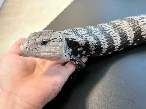 FullSizeRender