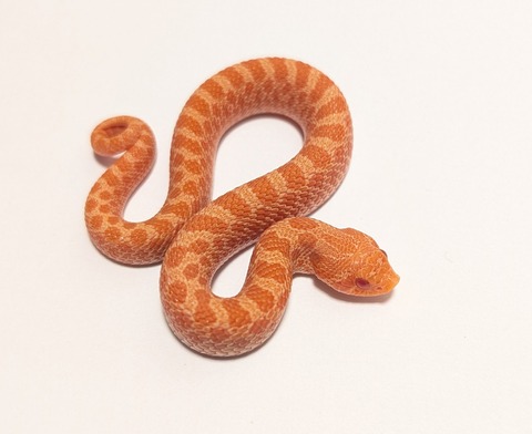 PXL_20250921_051652704~2