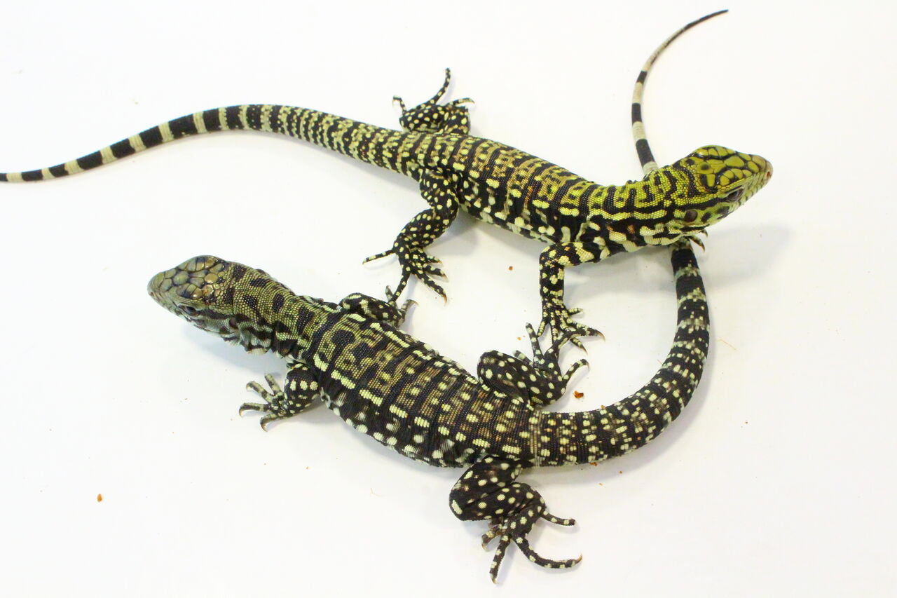 新入荷 B Wテグー ミズヘビ ヒメアマガエルなど 爬虫類クラブj 横須賀店ブログ 新入荷 B Wテグー ミズヘビ ヒメアマガエルなど 爬虫類クラブj 横須賀店ブログ