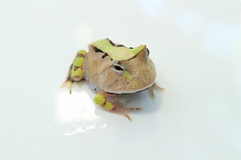 ツノガエルの飼い方のご紹介 爬虫類クラブj 横須賀店ブログ