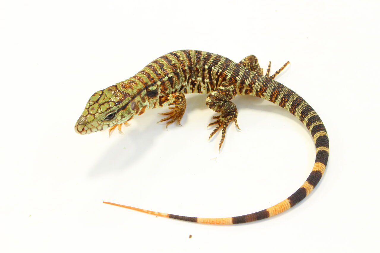 新入荷 レッドテグー モリドラゴン ナイルモニター 爬虫類クラブj 横須賀店ブログ