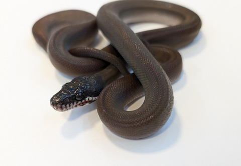 PXL_20251204_083500336~2