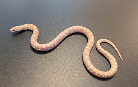 PXL_20241218_111040406~2