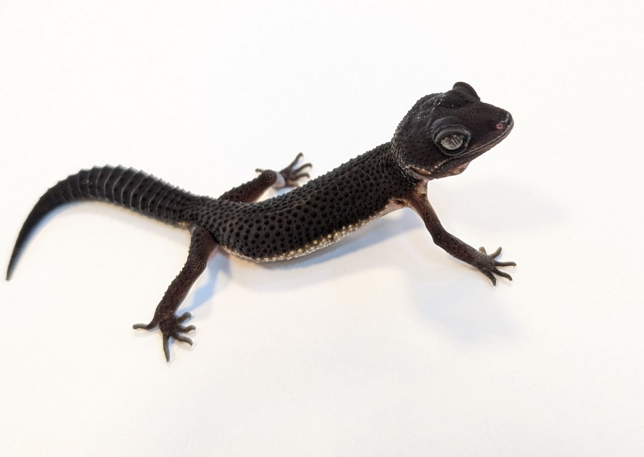 新入荷：漆黒のレオパ多数！！！】 : 爬虫類クラブJ 横須賀店ブログ