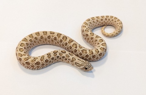 PXL_20251211_102929533~2