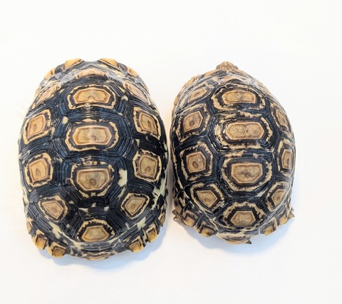 PXL_20251105_062206258~2