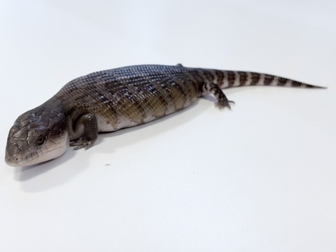 FullSizeRender