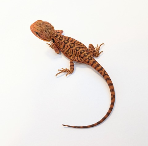 PXL_20250716_082303266~2