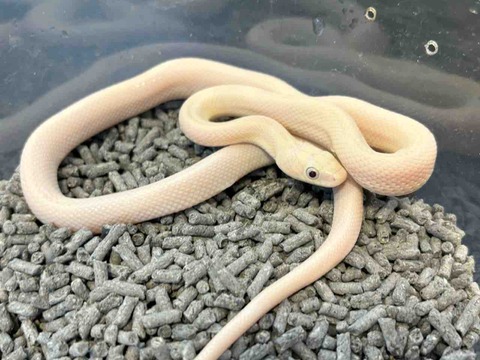 FullSizeRender