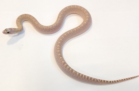 PXL_20260128_082615650~2