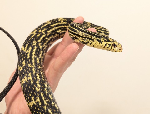 PXL_20251028_064328015~2