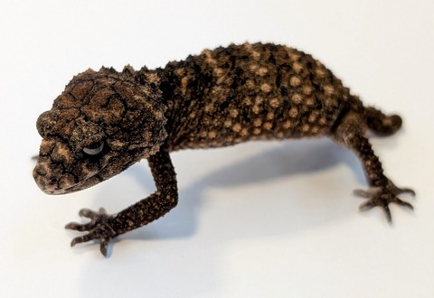 PXL_20251208_055216482~3