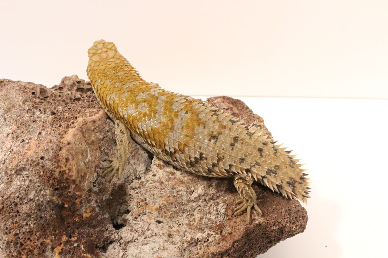 オススメ生体 トゲオアガマ デプレッサイワトカゲ パンサーカメレオン 爬虫類クラブj 横須賀店ブログ オススメ生体 トゲオアガマ デプレッサイワトカゲ パンサーカメレオン 爬虫類クラブj 横須賀店ブログ