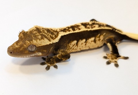 PXL_20250504_110747312~2