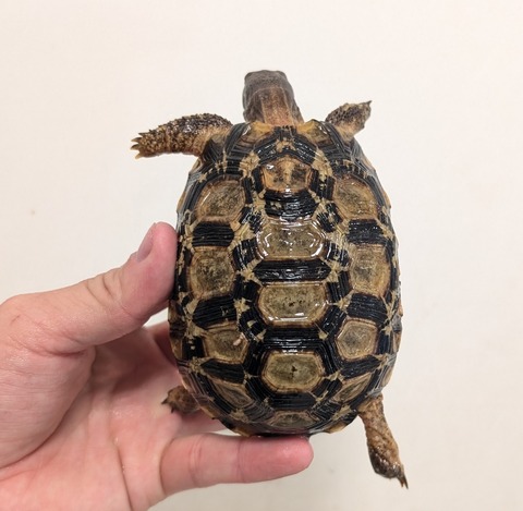 PXL_20260204_094223787~2