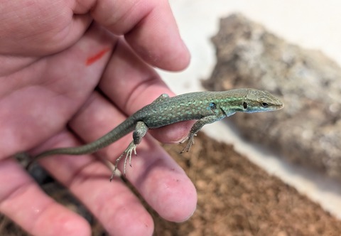 PXL_20250707_053400513~2