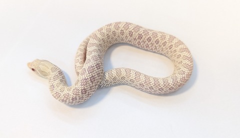 PXL_20251204_081627765~2