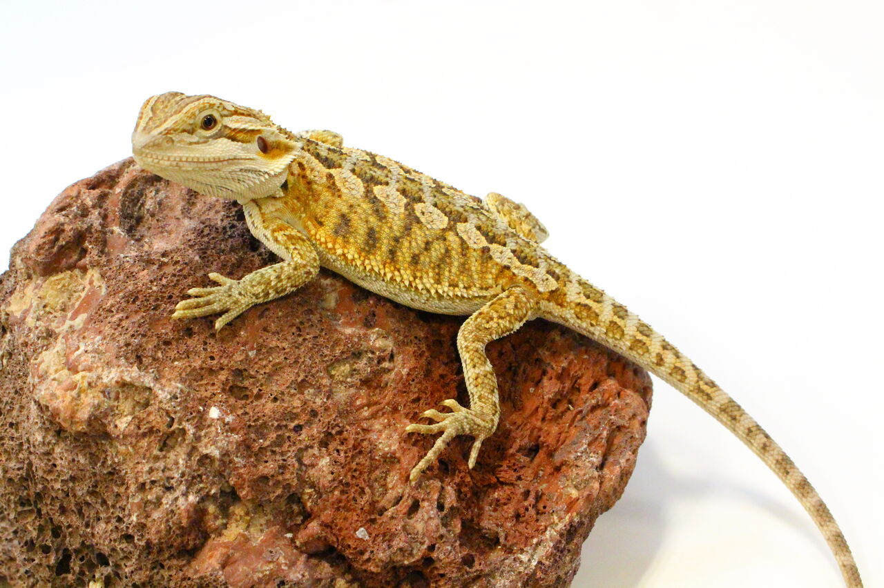 新入荷 在庫オススメ フトアゴヒゲトカゲ 爬虫類クラブj 横須賀店ブログ 新入荷 在庫オススメ フトアゴヒゲトカゲ 爬虫類クラブj 横須賀店ブログ