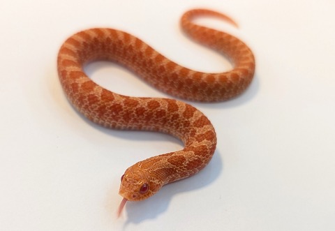 PXL_20251211_105147296~2