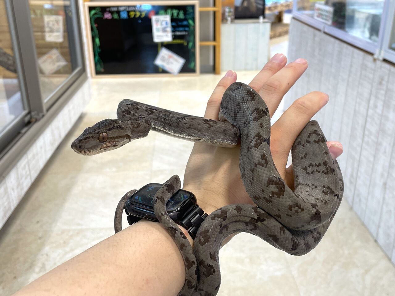 アマゾン ツリー ボア