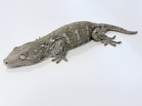 FullSizeRender