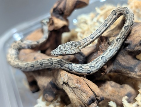 PXL_20241223_073222463~2