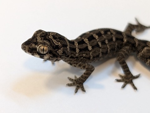 PXL_20250318_085918895~2