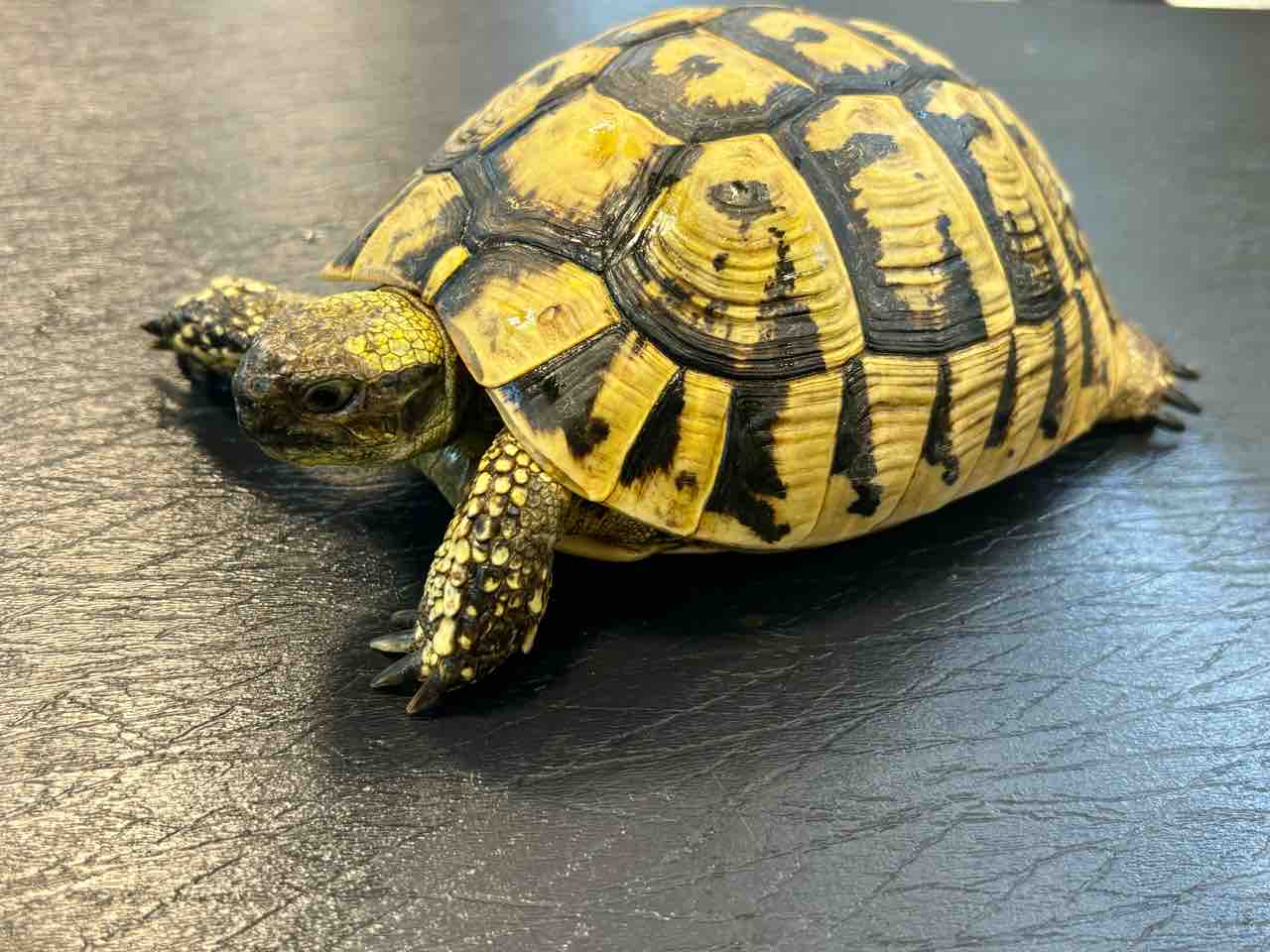 ダルマ ティア ヘルマン リクガメ