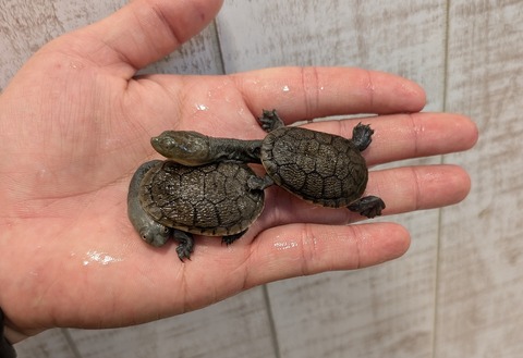 PXL_20241228_115234108