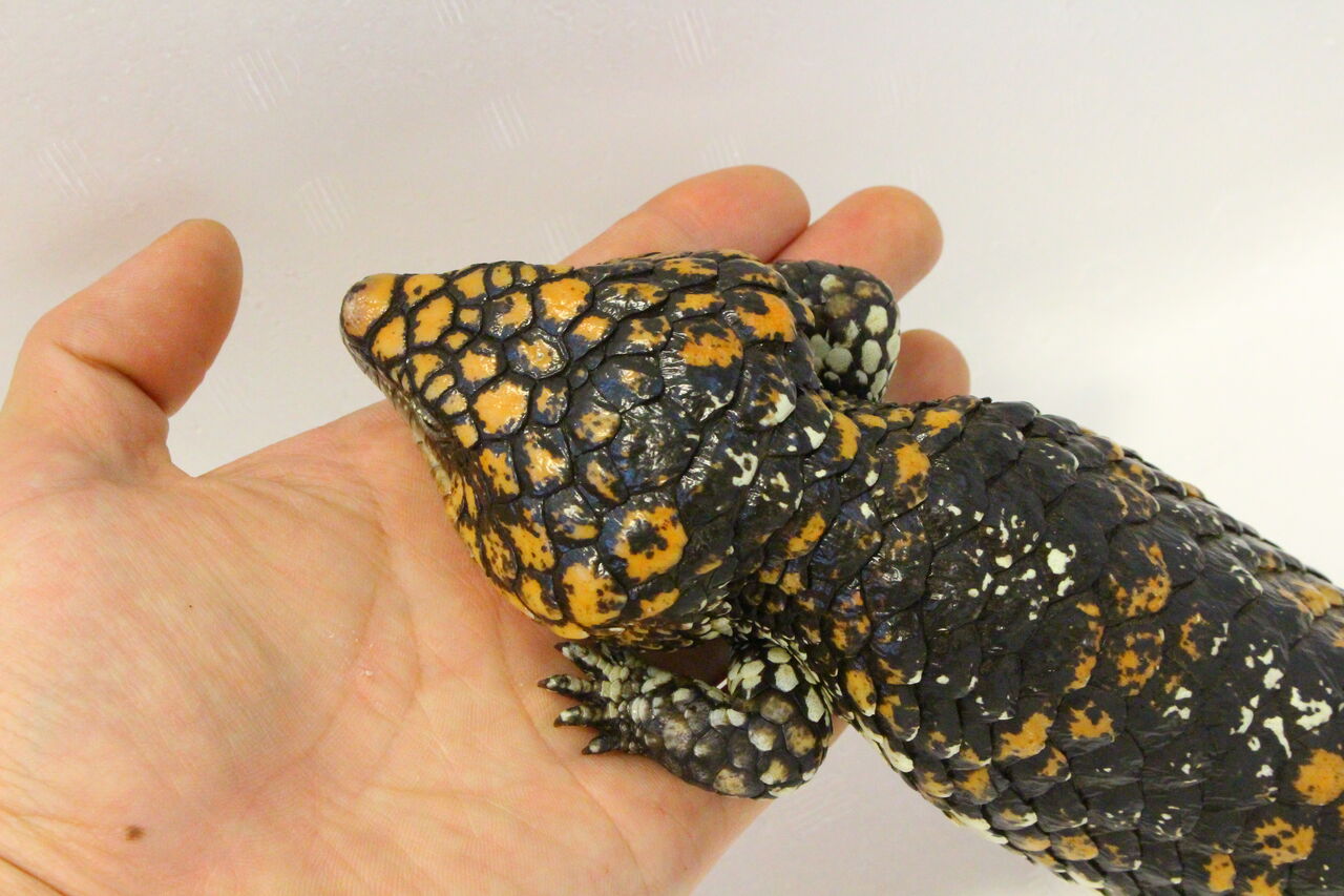 新入荷 マツカサトカゲ アオジタトカゲ 爬虫類クラブj 横須賀店ブログ 新入荷 マツカサトカゲ アオジタトカゲ 爬虫類クラブj 横須賀店ブログ