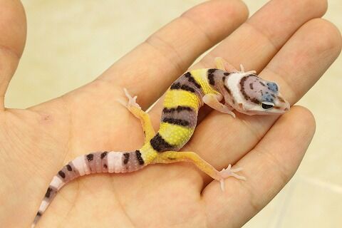 新入荷 レオパたくさん入荷しました 爬虫類クラブj 横須賀店ブログ