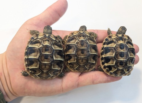 PXL_20251105_061611061~2