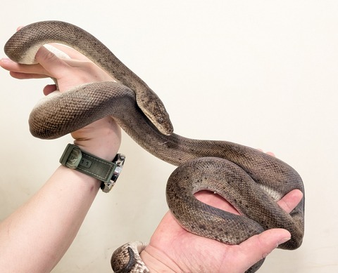 PXL_20260126_053238901~2