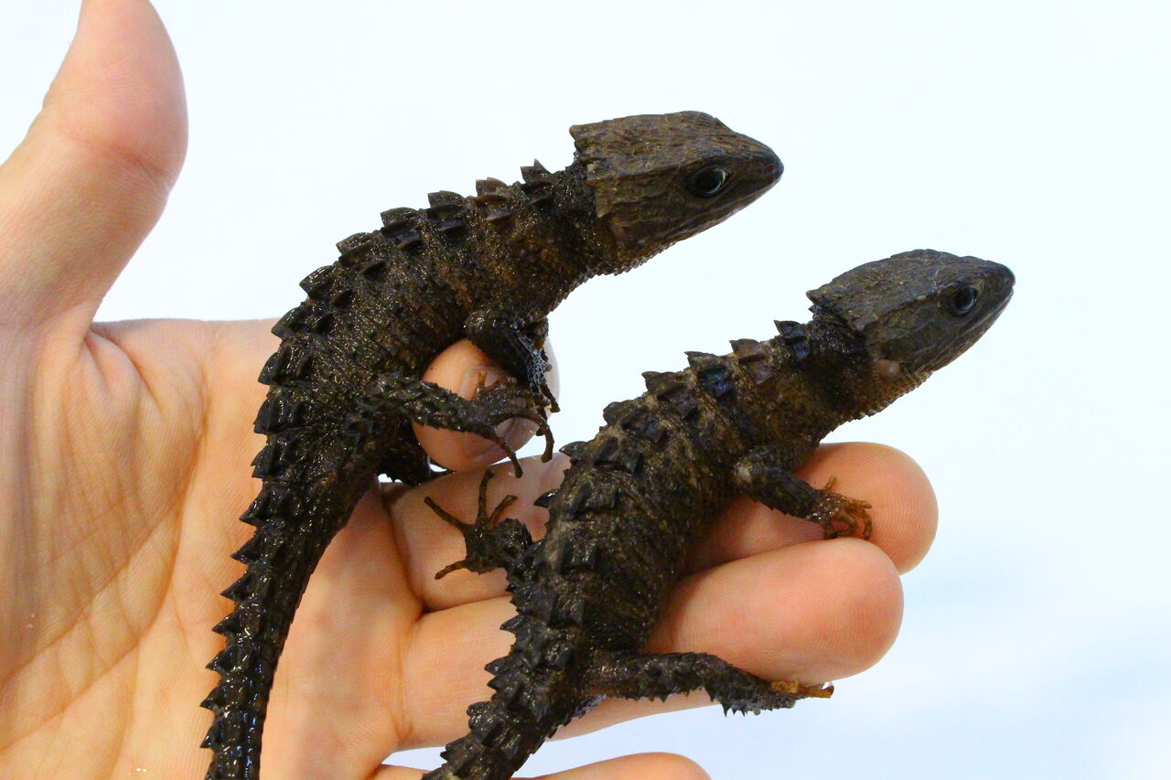 新入荷 オマキトカゲ ジャクソンカメレオン リクガメなどなど 爬虫類クラブj 横須賀店ブログ