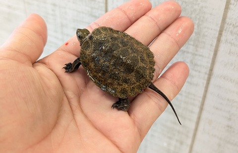 PXL_20250912_062741558